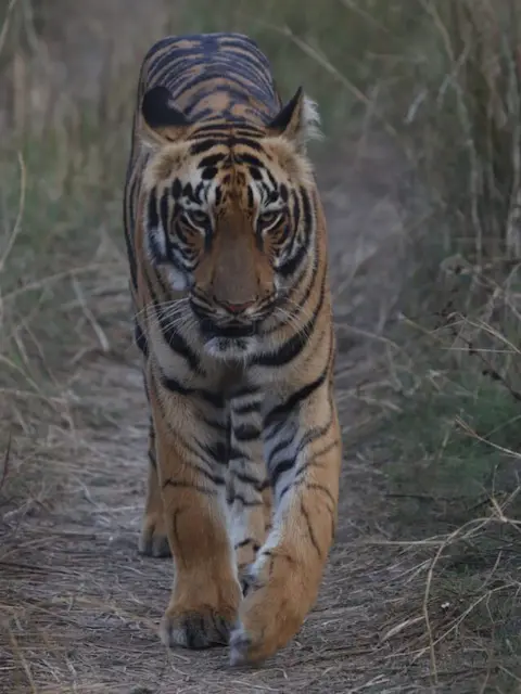 Tadoba Safari