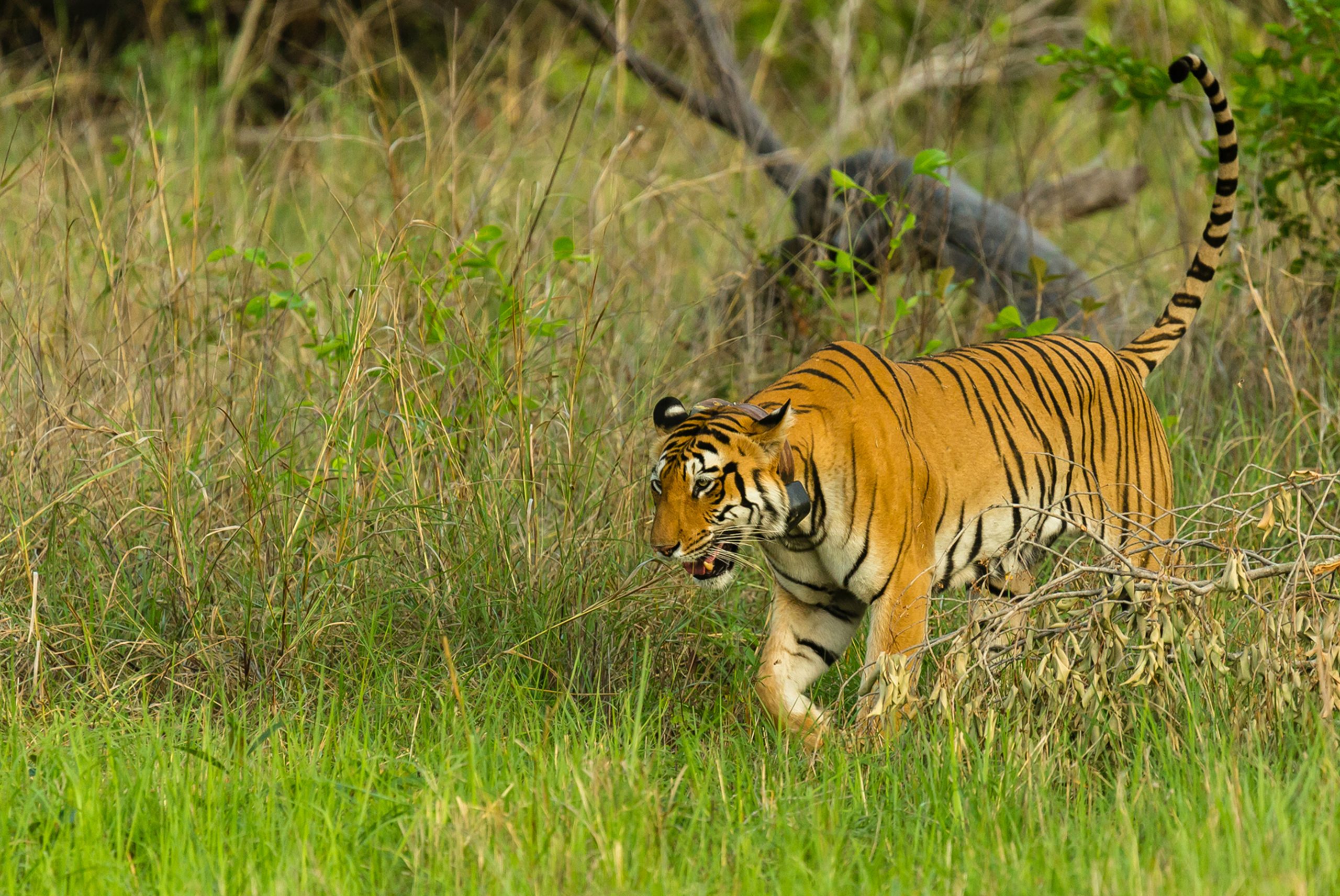 Incredible Tadoba Safari