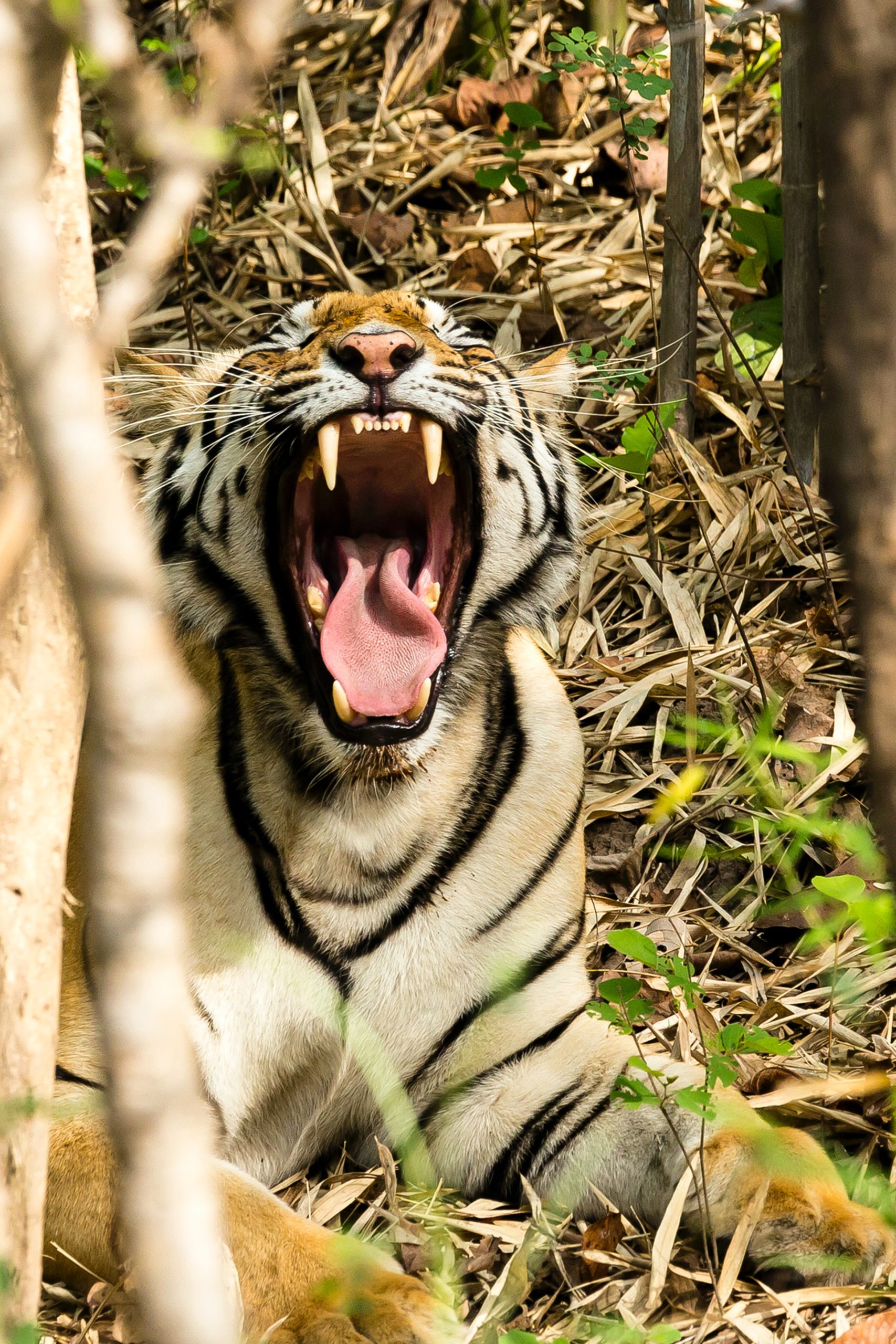 Tadoba Safari